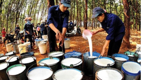 Dịch COVID-19 kéo giá cao su thế giới giảm mạnh