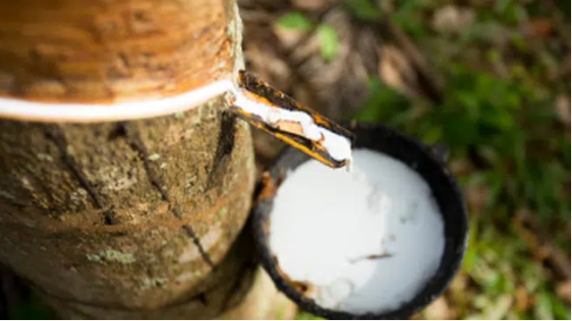 Giá cao su hôm nay 15/4: Bật tăng trở lại