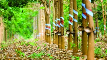 Giá cao su hôm nay 16/4: Biến động trái chiều giữa các sàn giao dịch