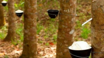 Giá cao su hôm nay 17/4: Dịch Covid-19 đè nặng tâm lý nhà đầu tư