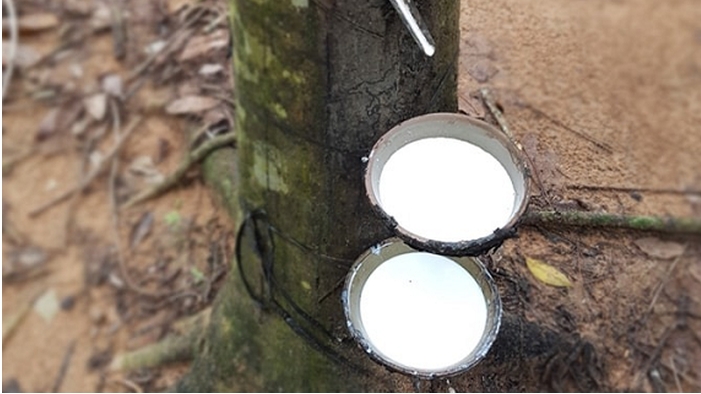 Giá cao su hôm nay 18/4: Ghi nhận phục hồi nhẹ