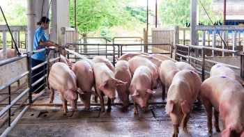 Giá thịt lợn hôm nay 18/4: Khép tuần giảm nhẹ