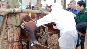 Hà Nội: Xem xét việc tiêm vaccine phòng bệnh viêm da nổi cục cho toàn bộ trâu, bò