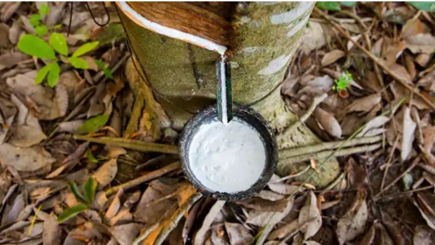 Giá cao su hôm nay 19/4: Tăng nhẹ tại thị trường Nhật Bản