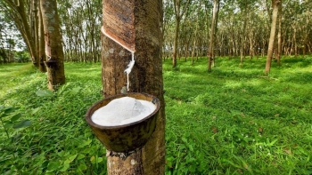 Giá cao su hôm nay 20/4: Quay đầu giảm