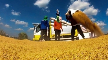 USDA hạ dự báo nhập khẩu gạo của Philippines