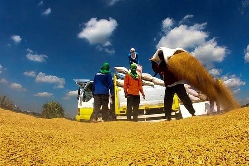 USDA tiếp tục hạ dự báo nhập khẩu gạo của Philippines USDA tiếp tục hạ dự báo nhập khẩu gạo của Philippines