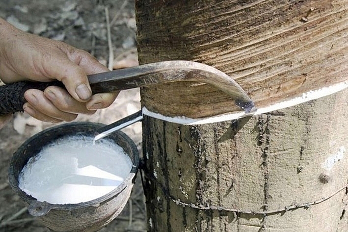 Giá cao su hôm nay 21/4: Quay đầu tăng