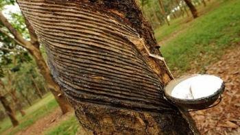 Giá cao su hôm nay 24/4: Giữ đà tăng