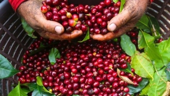 Giá cà phê hôm nay 24/4: Tăng từ 100 - 200 đồng/kg