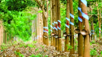 Giá cao su hôm nay 26/4: Dịch Covid-19 bùng phát kéo giá cao su đi xuống