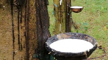 Giá cao su hôm nay 28/4: Trái chiều trên các sàn châu Á