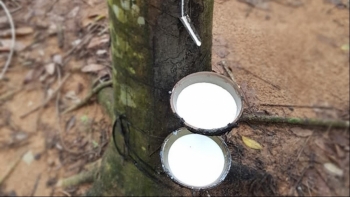 Giá cao su hôm nay 29/4: Đi ngang