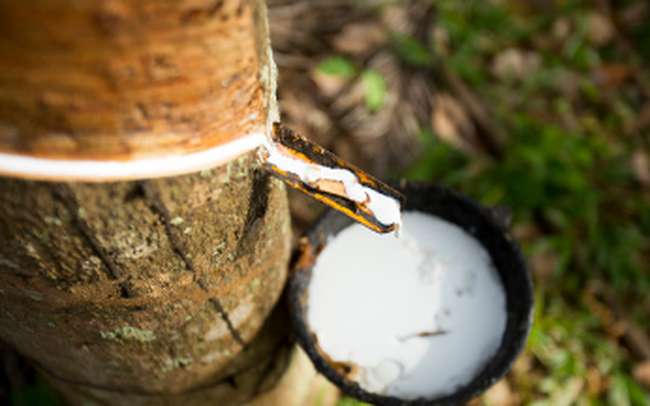 Giá cao su hôm nay 30/4: Ổn định