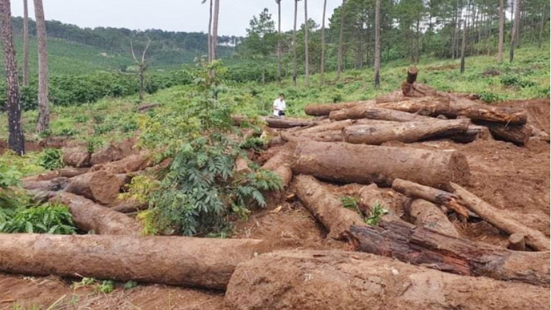 Xử lý nghiêm tình trạng phá rừng, lấn chiếm đất rừng tại Lâm Đồng