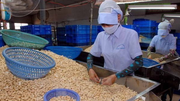 Xuất khẩu hạt điều giảm trong quý I/2022