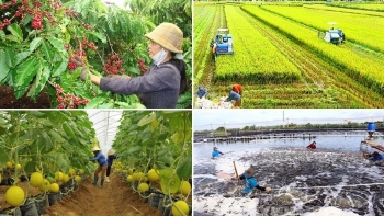 Hướng dẫn hỗ trợ phát triển sản xuất nông nghiệp