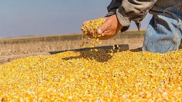 Nhập khẩu ngô quý I/2022 giảm gần 24%