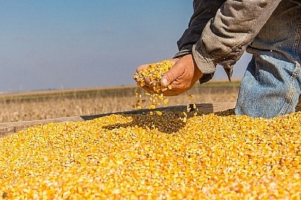 Khối lượng ngô nhập khẩu quý I/2022 giảm gần 24%