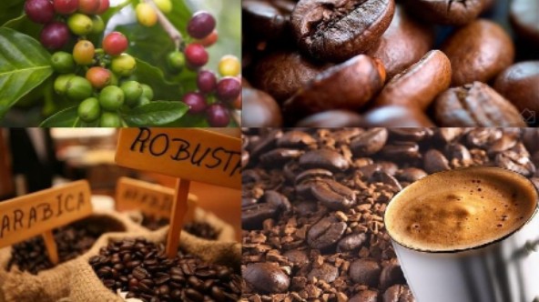 Cập nhật giá cà phê hôm nay 18/4/2022: Toàn thị trường ngang