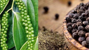 Cập nhật giá hồ tiêu hôm nay 18/4/2022: Giữ ổn định