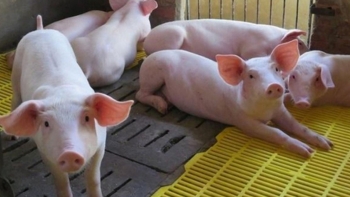 Cập nhật giá lợn hơi hôm nay 18/4/2022: Duy trì đà tăng