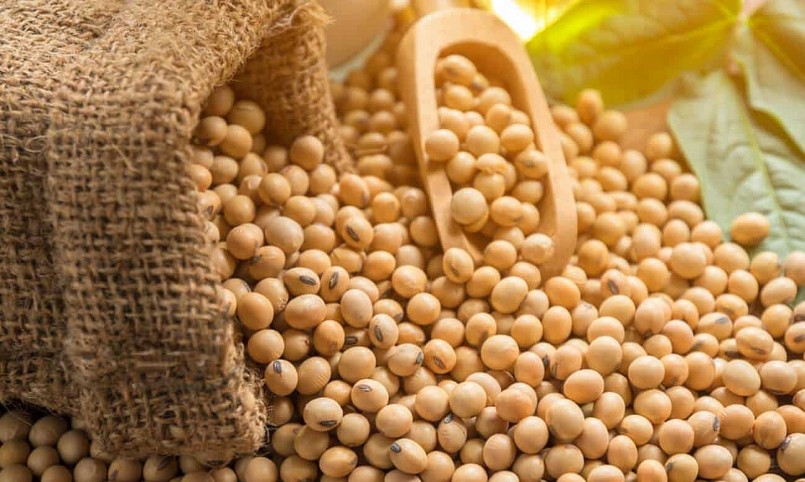 Kim ngạch nhập khẩu đậu tương tăng mạnh