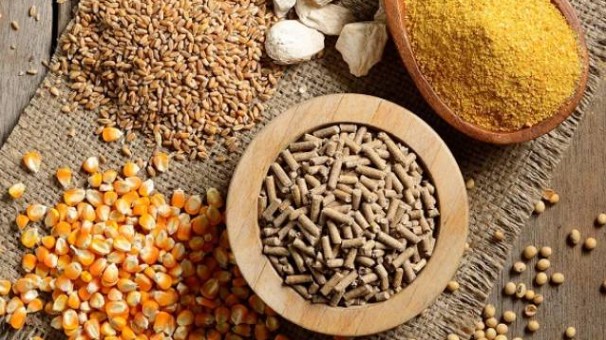 Xuất khẩu thức ăn gia súc và nguyên liệu quý I/2022 tăng 35,5%