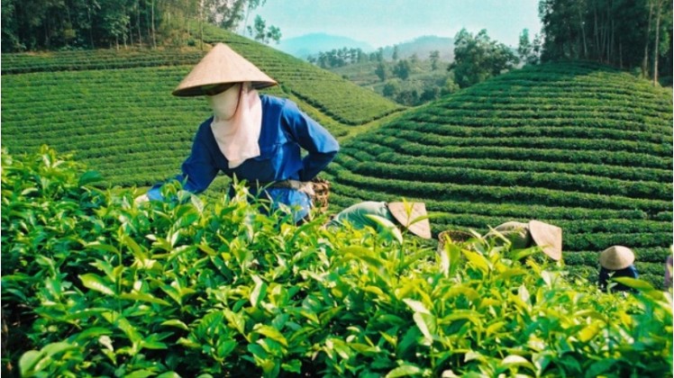 Tăng cường xuất khẩu chè và cà phê sang thị trường Ấn Độ