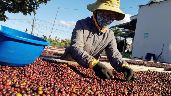 Xuất khẩu cà phê sang Bỉ tăng rất mạnh