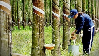 Giá cao su hôm nay 2/5: Giữ giá
