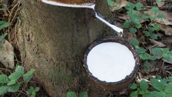 Giá cao su hôm nay 3/5: Tăng liên tiếp trong 9 tháng