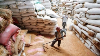 Việt Nam nhập khẩu hơn 1,5 triệu tấn thóc từ Campuchia