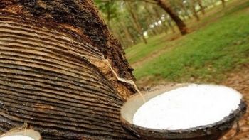 Giá cao su hôm nay 4/5: Tăng giảm trái chiều tại sàn giao dịch