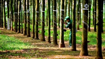 Giá cao su hôm nay 5/5: Thị trường Trung Quốc giảm nhanh