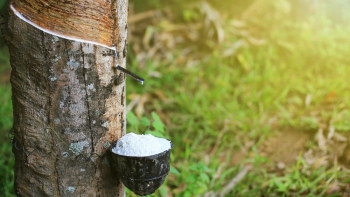 Giá cao su hôm nay 6/5: Biến động trái chiều