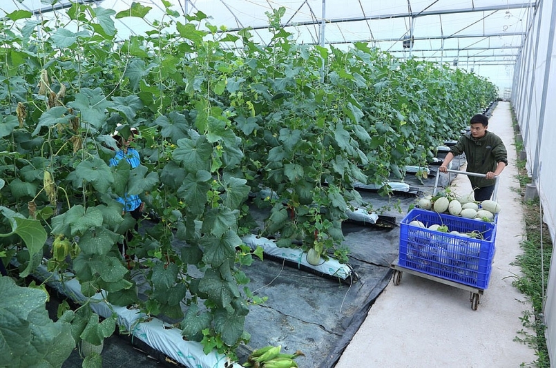 Hoàn thiện kế hoạch phát triển kinh tế tập thể, hợp tác xã