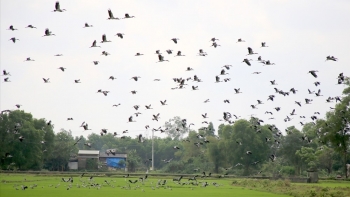 Cò nhạn quý hiếm xuất hiện trên cánh đồng lúa Quảng Trị