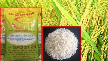 Bộ NN&PTNT: Chưa thể định giá bản quyền gạo ST24 và ST25
