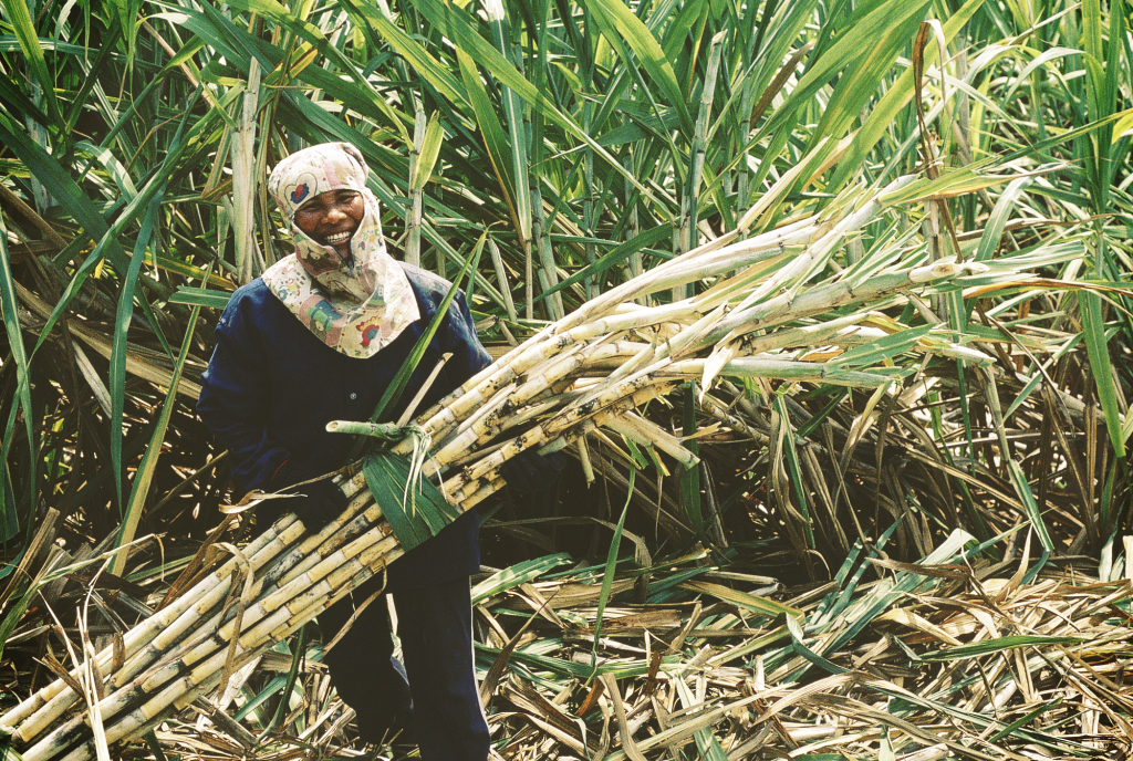 Phiên tham vấn điều tra CBPG đường mía Thái Lan chuyển sang hình thức trực tuyến Phiên tham vấn điều tra CBPG đường mía Thái Lan chuyển sang hình thức trực tuyến
