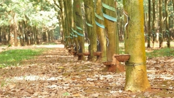 Giá cao su hôm nay 10/5: Đi ngang