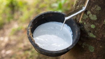 Giá cao su hôm nay 11/5: Lấy lại đà tăng