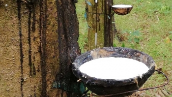 Giá cao su hôm nay 13/5: Biến động trái chiều trên sàn giao dịch châu Á