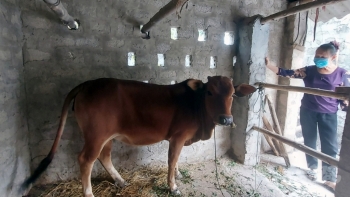 Thanh Hóa: 7 xã công bố hết dịch viêm da nổi cục trên trâu, bò