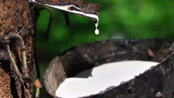 Giá cao su hôm nay 16/5: Nhật Bản giữ đà giảm