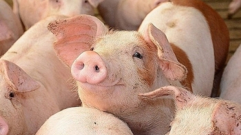 Giá thịt lợn hôm nay 16/5: Tiếp tục giảm