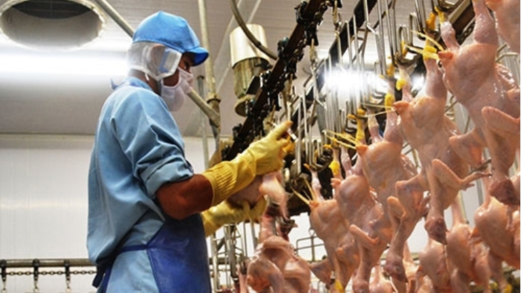 Xuất khẩu sản phẩm chăn nuôi tăng trưởng mạnh