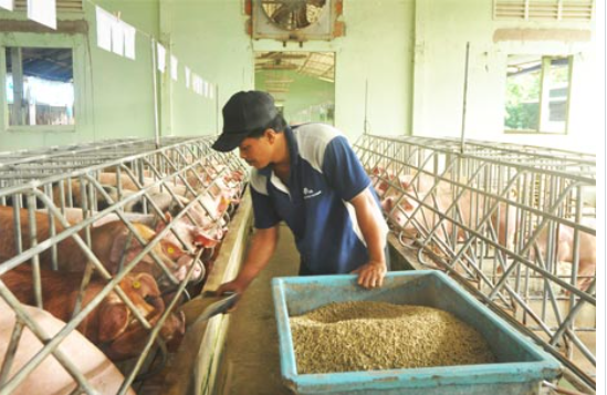 giá thức ăn chăn nuôi tăng trong thời gian qua đã tác động đến rất lớn đến ngành hàng này