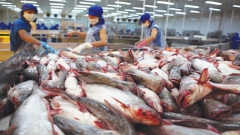 Xuất khẩu cá tra sang Nga tăng vọt sau nhiều năm sụt giảm
