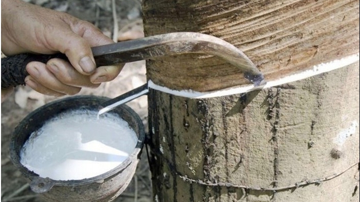 Giá cao su hôm nay 23/5: Thị trường Nhật Bản phục hồi